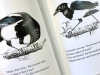 TWO MAGPIES, sample2