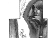 TARABUL, bw 2, © Shark Publishing