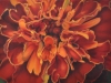 MARIGOLD, oil & alkyd on canvas, 20 in. H x 28 in. W, $2000.00Cdn