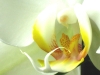 ORCHID, oil & alkyd on canvas, 20 in. H x 28 in. wide, SOLD