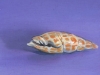 BLUE SHELL STUDY, oil & alkyd on panel, 6 in. x 6 in., SOLD