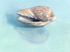 GREEN SHELL STUDY, oil & alkyd on panel, 6 in. x 6 in., SOLD