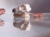 ALLI'S YUKON, oil & alkyd on canvas, 12 in. H x 36 in. W, SOLD