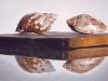 SMALL SHELLS, oil & alkyd on canvas, 12 in. H x 24 in. W, SOLD